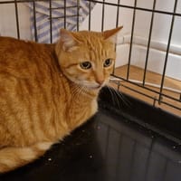 ROUCKY, chat à adopter