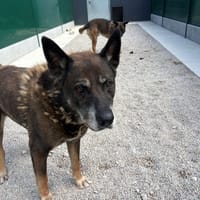 JEFF, chien à adopter