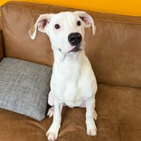 ADELO, chien à adopter