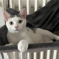 ODETTE, chatte à adopter