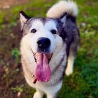 MANOUKA, chienne à adopter