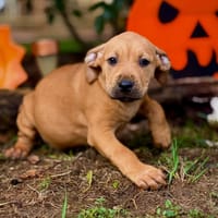 INDY, chienne à adopter