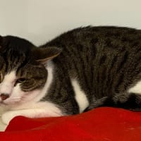 EREBOR, chat à adopter