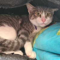 UNA, chatte à adopter