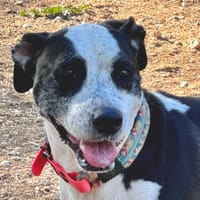 TARTINE, chienne à adopter