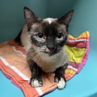 ATERPEA, chatte à adopter