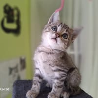 BOB (a trouvé sa famille), chat à adopter