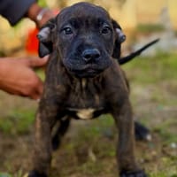 COOKIE, chien à adopter