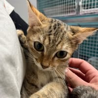 VIETNAM, chatte à adopter