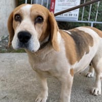 REBELLE, chienne à adopter