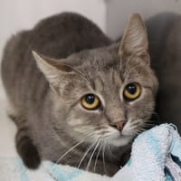 CUZCO, chat à adopter