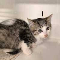 LILO, chatte à adopter