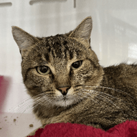 Potiron, chat à adopter
