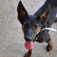 Tina "en cours d'adoption", chienne à adopter