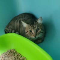 hip hop, chatte à adopter