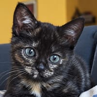 MONA, chatte à adopter