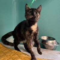 NIOKY, chatte à adopter