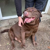 KOKOU PAA24478, chien à adopter