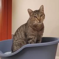 CARIBOU PAB30098, chat à adopter