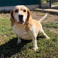 PUDDING, chienne à adopter