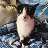 Kitty, chatte à adopter