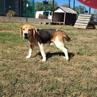 PROSPERT QCN, chien à adopter