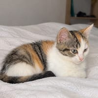 BOSKINETTE, chatte à adopter