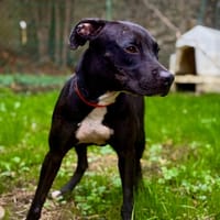 INOX, chien à adopter