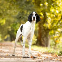 Jules, chien à adopter