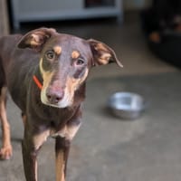 Jennifer, chienne à adopter