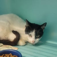 Trotinet, chat à adopter