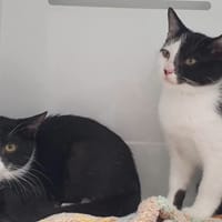 KOMODO CHA, chat à adopter