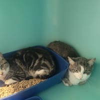 Craquotte, chatte à adopter