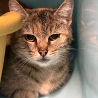 FILIPI, chatte à adopter