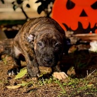CRUNCH, chienne à adopter