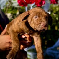 PIXEL, chien à adopter