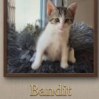 BANDIT, chat à adopter