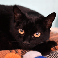 Boréale, chatte à adopter
