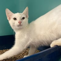 VIENNE, chat à adopter
