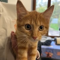 GOODY, chatte à adopter