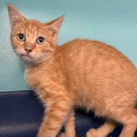 QUEBEC, chat à adopter
