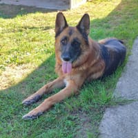 SIRIUS QCN, chien à adopter
