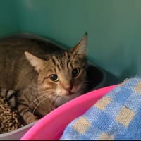 Indio, chatte à adopter