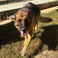 MOON, chienne à adopter