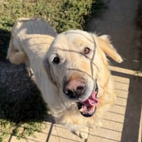 HONEY, chienne à adopter