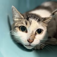 VELA, chatte à adopter