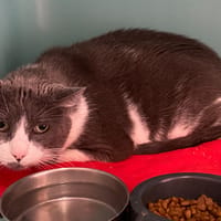 COOCKIE, chat à adopter