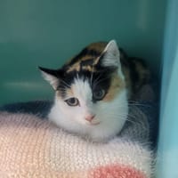 Kounda, chatte à adopter