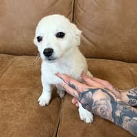 NIVEA, chienne à adopter