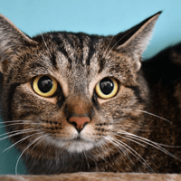 Tigresse, chatte à adopter